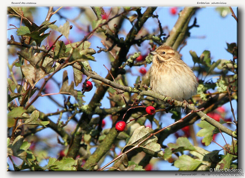 Common Reed Bunting, identification