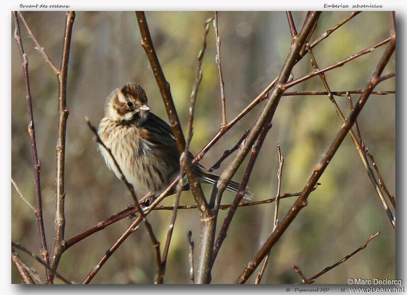 Common Reed Bunting, identification