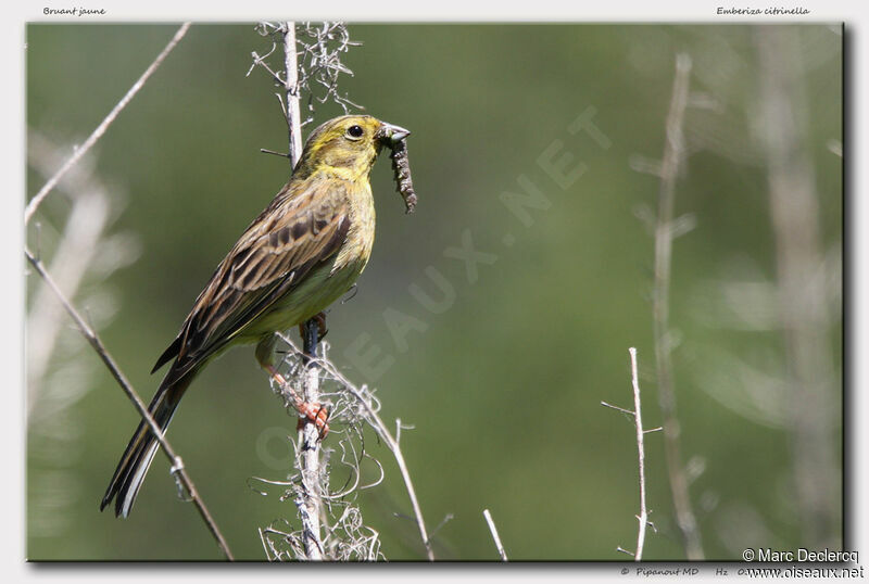 Yellowhammer, feeding habits