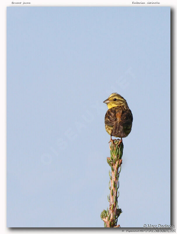 Bruant jaune, identification