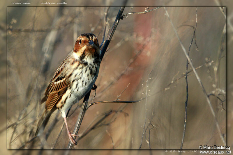 Bruant nain, identification