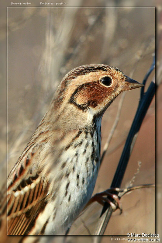 Bruant nain, identification