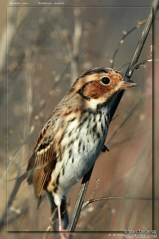 Bruant nain, identification