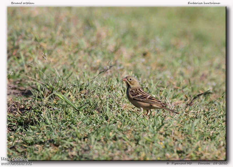 Ortolan Bunting female, identification