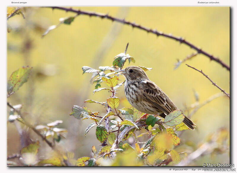 Corn Bunting