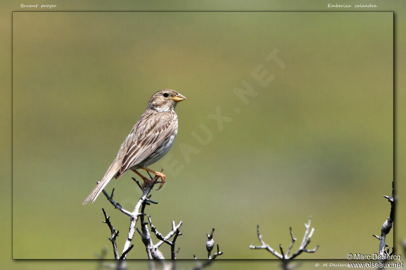 Corn Bunting, identification