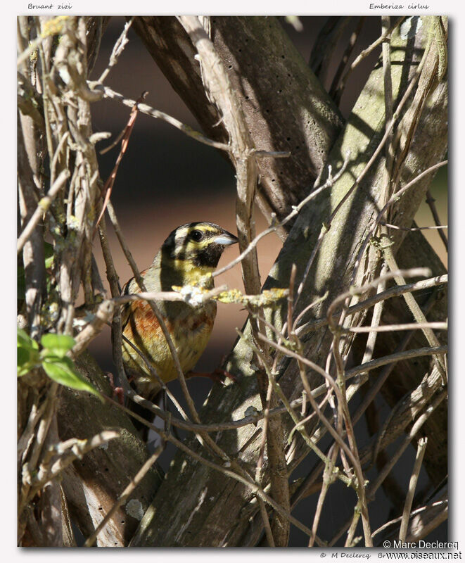 Bruant zizi, identification