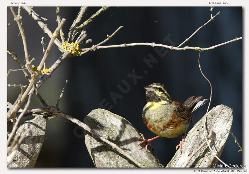 Bruant zizi, identification