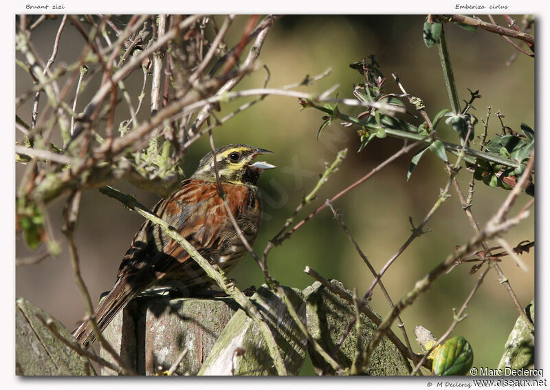 Cirl Bunting, identification, song