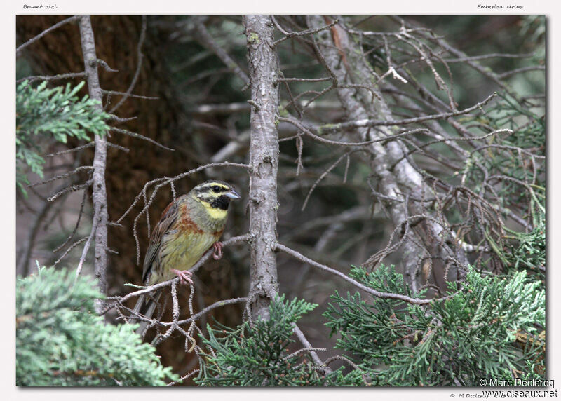 Cirl Bunting, identification