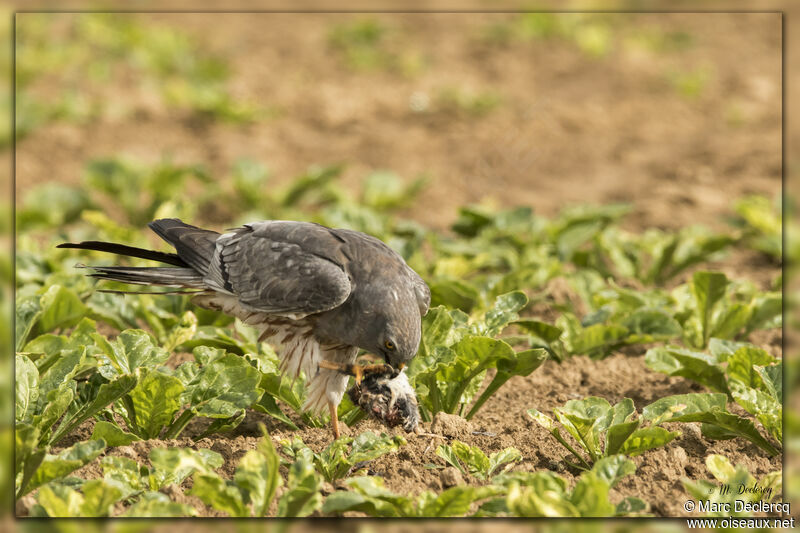 Busard cendré mâle adulte nuptial, mange