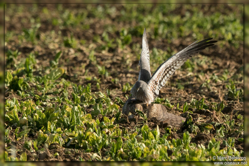 Montagu's Harrieradult, mating.