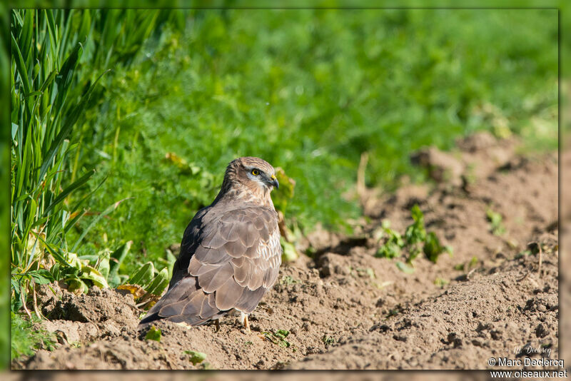 Montagu's Harrier