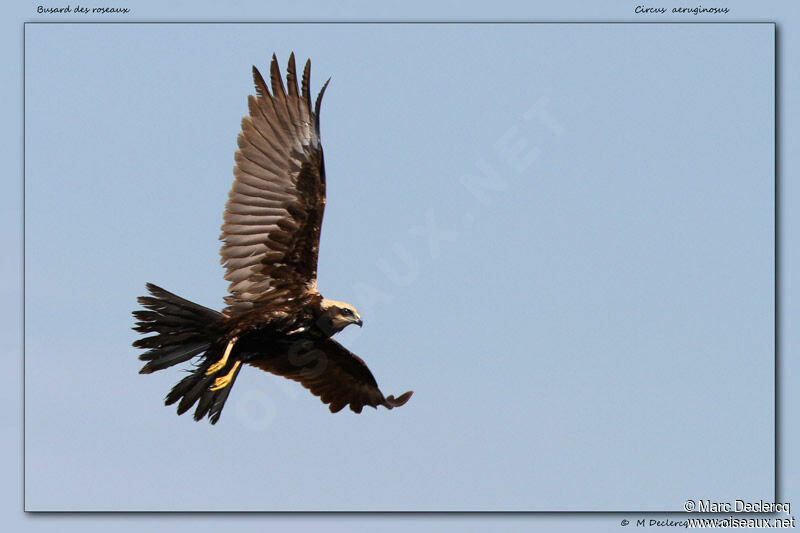 Western Marsh Harrier, identification