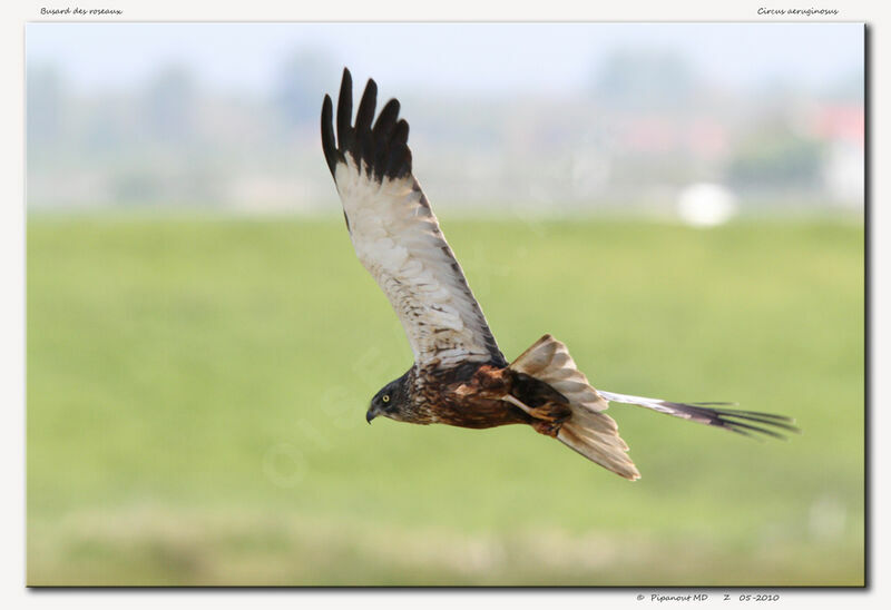 Western Marsh Harrier male, Flight, Behaviour