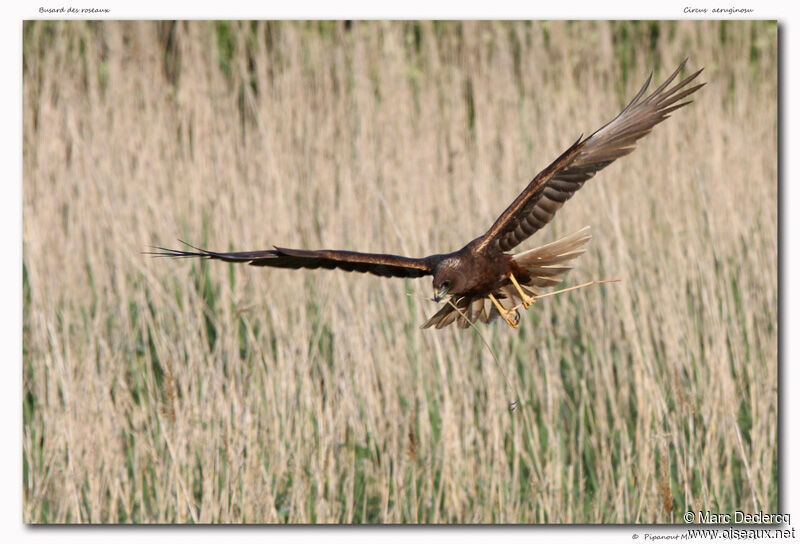 Western Marsh Harrier, identification, Behaviour