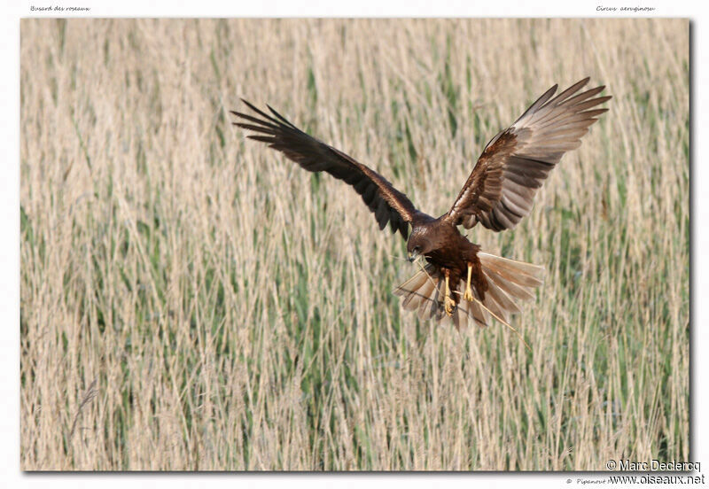 Busard des roseaux, identification, Comportement