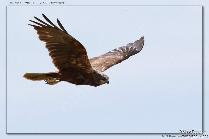 Busard des roseaux, identification