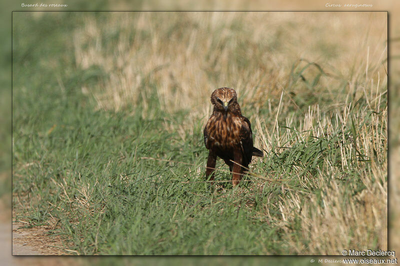 Western Marsh Harrierjuvenile, identification