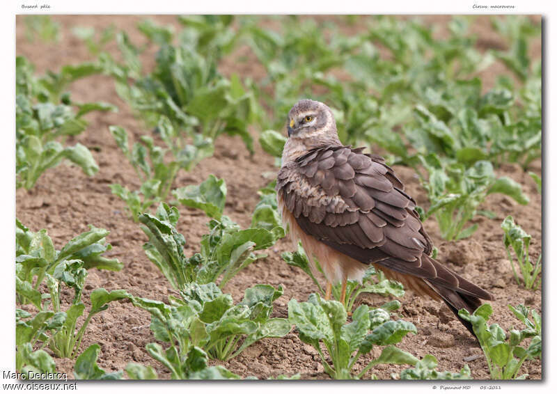 Pallid HarrierSecond year, identification