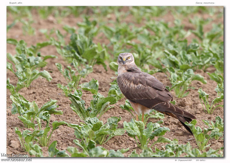 Pallid Harrier, identification