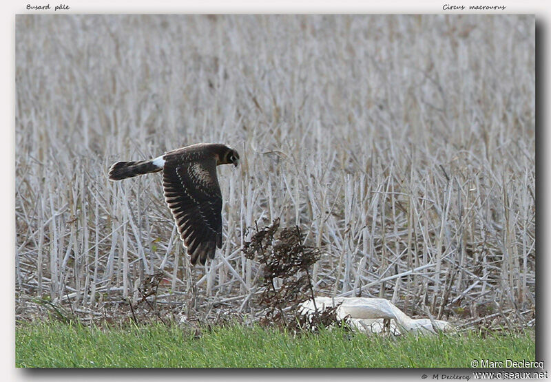 Pallid Harrier, Flight