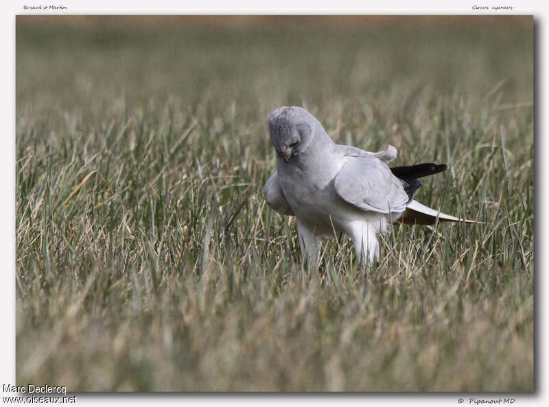 Busard Saint-Martin mâle adulte, pêche/chasse