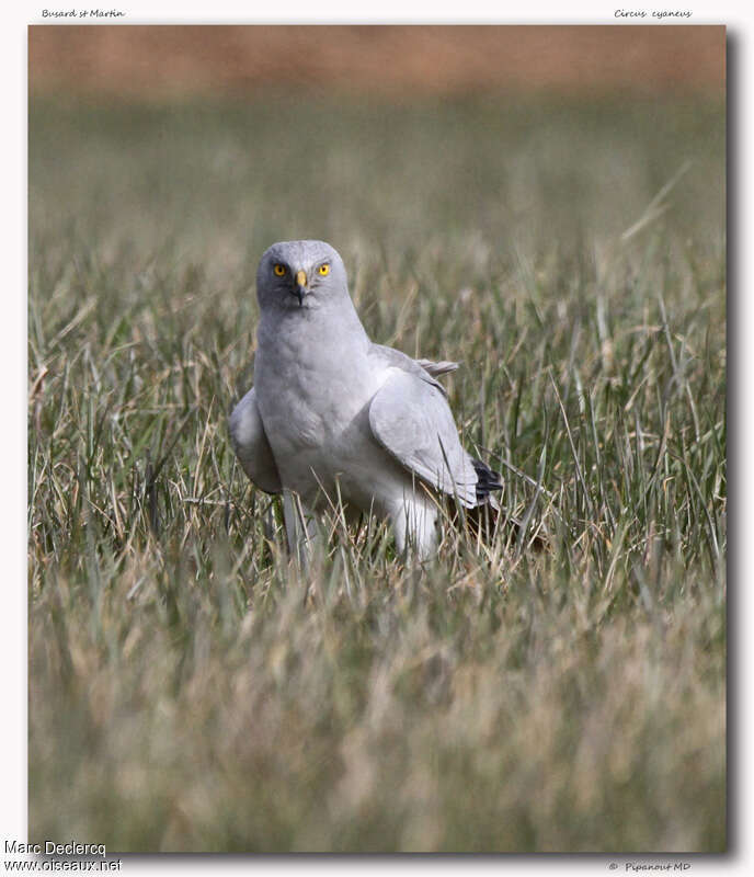 Hen Harrier male adult, close-up portrait