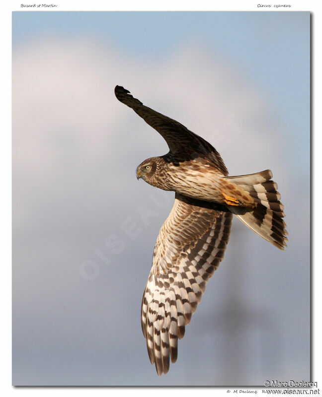 Hen Harrier, identification