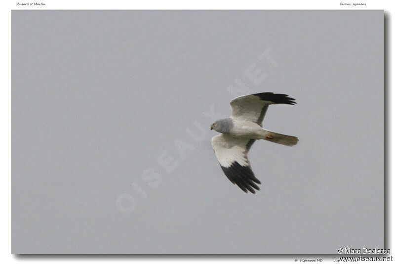 Hen Harrier, Flight