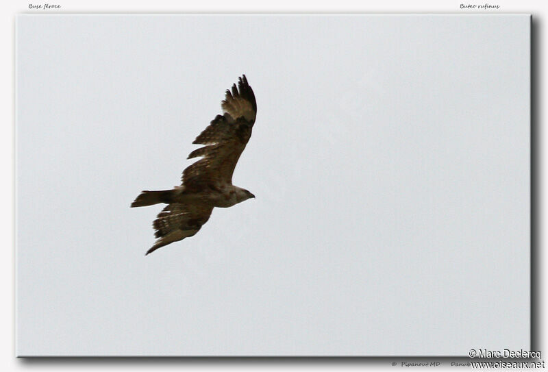 Long-legged Buzzardadult, Flight