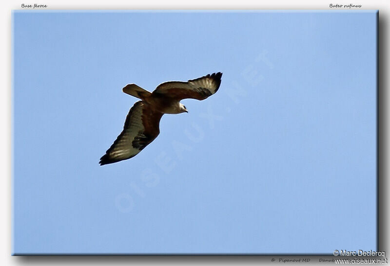 Long-legged Buzzard, Flight