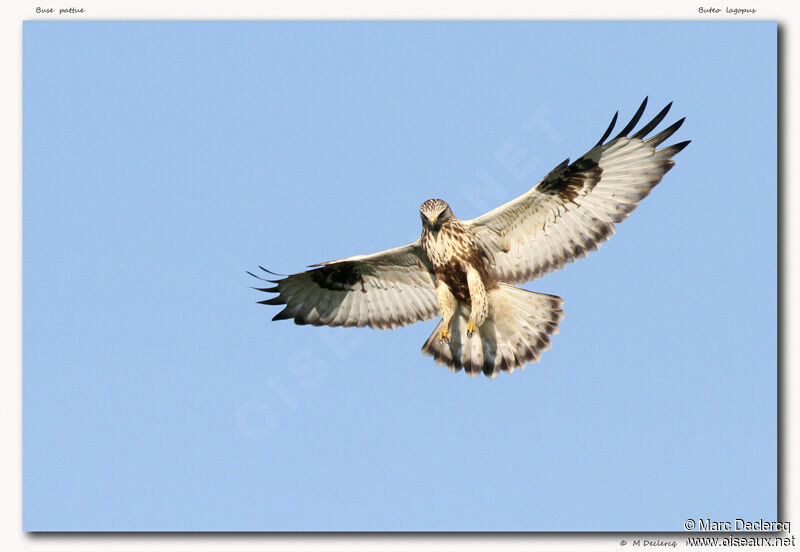 Rough-legged Buzzard, Flight