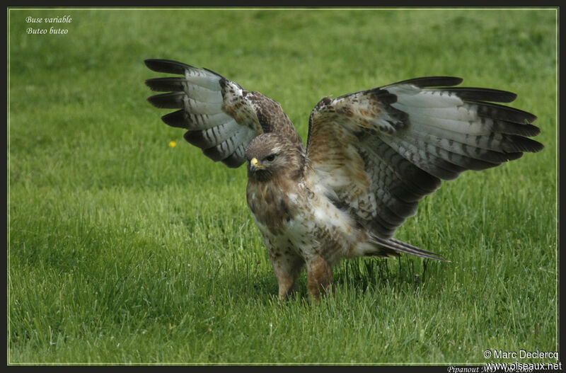 Common Buzzard