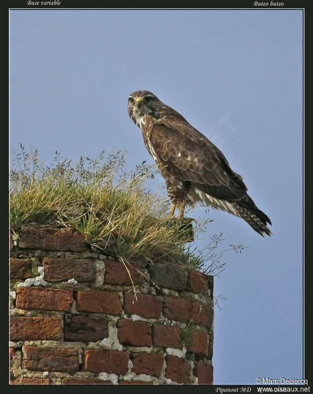 Common Buzzard