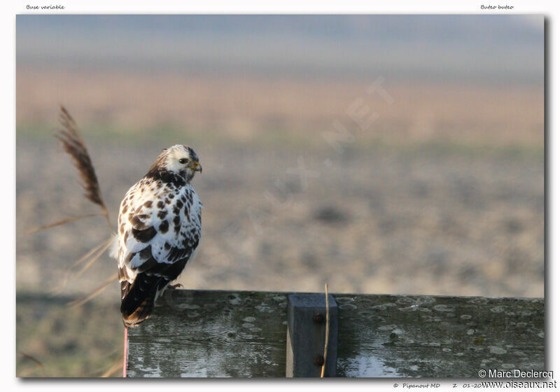 Buse variable, identification