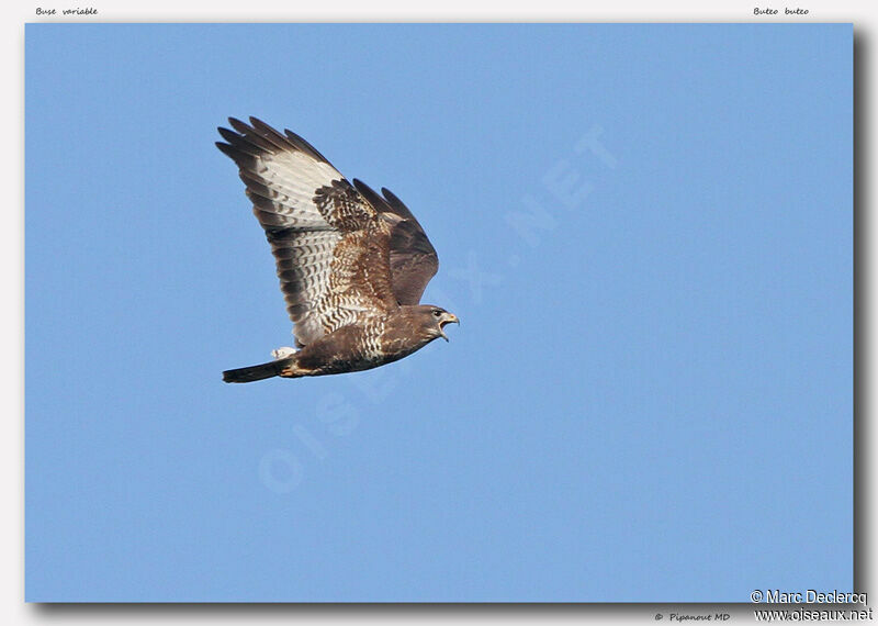 Common Buzzard, identification, Flight, Behaviour