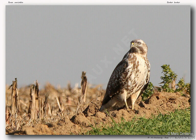 Buse variable, identification