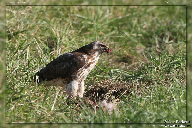 Buse variable, identification, régime