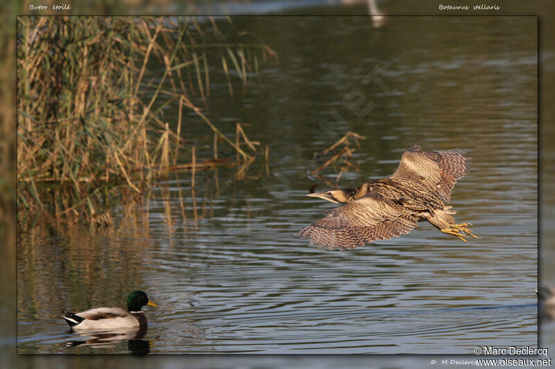 Eurasian Bittern, Flight