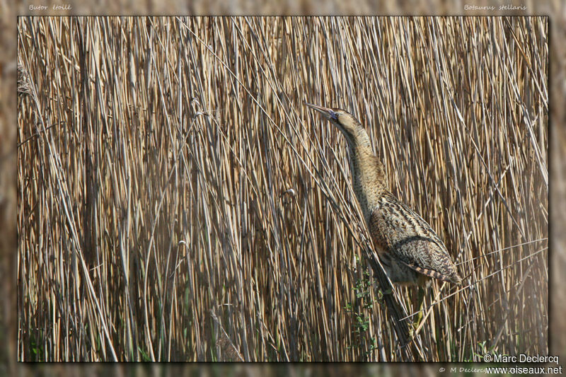 Butor étoilé, identification