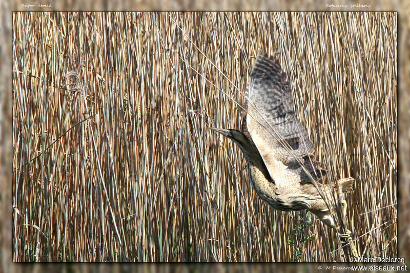 Eurasian Bittern, identification