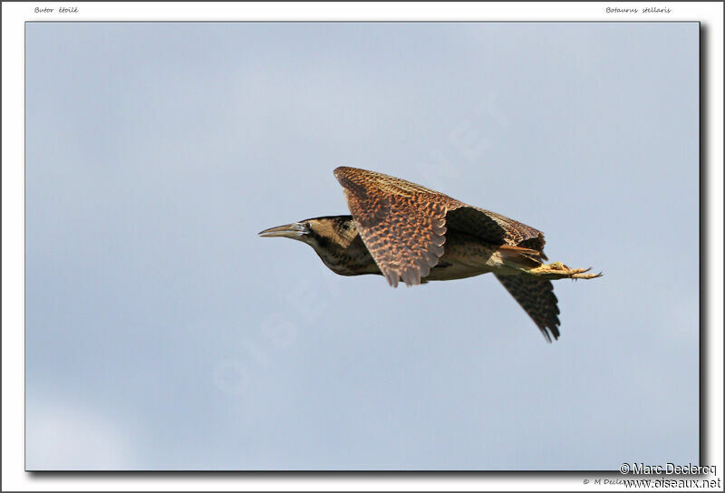 Eurasian Bittern, Flight