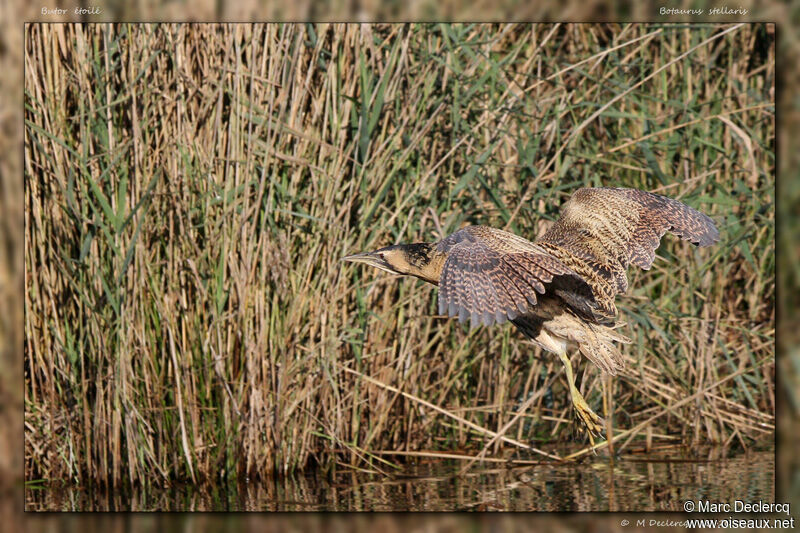 Eurasian Bittern, Flight