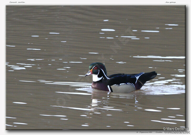 Canard carolin, identification