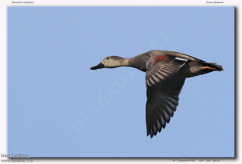 Canard chipeau, Vol