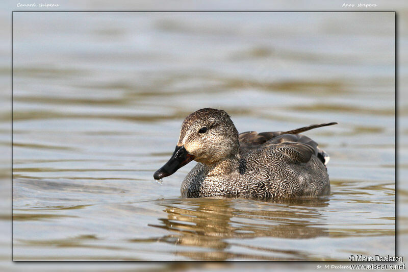 Canard chipeau, identification