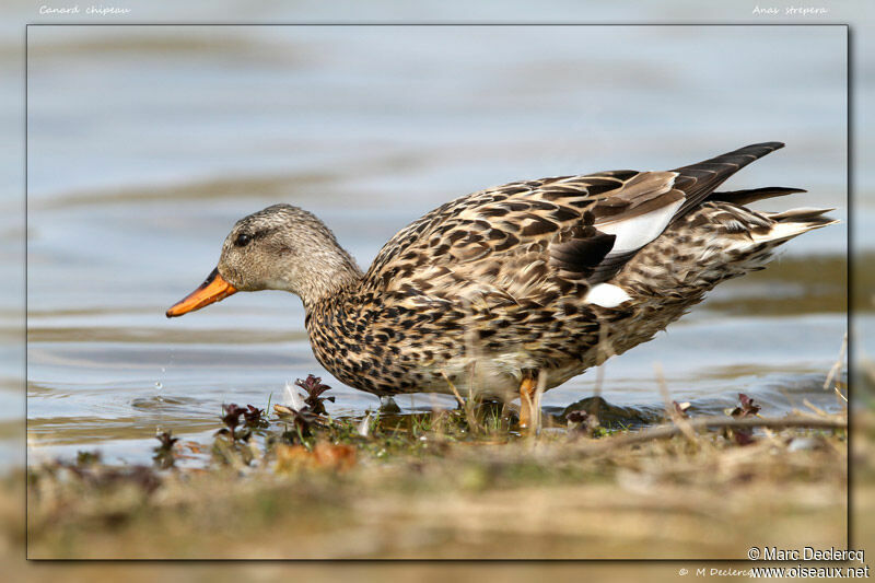 Canard chipeau, identification