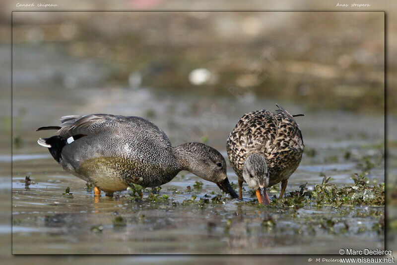 Gadwall, identification