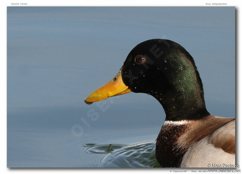 Canard colvert, identification